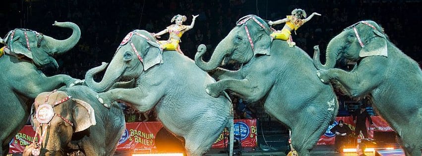 Asian elephants perform at a Ringling Bros. and Barnum & Bailey circus in Washington, D.C.  PHOTOGRAPH BY SARAH L. VOISIN, THE WASHINGTON POST/GETTY
